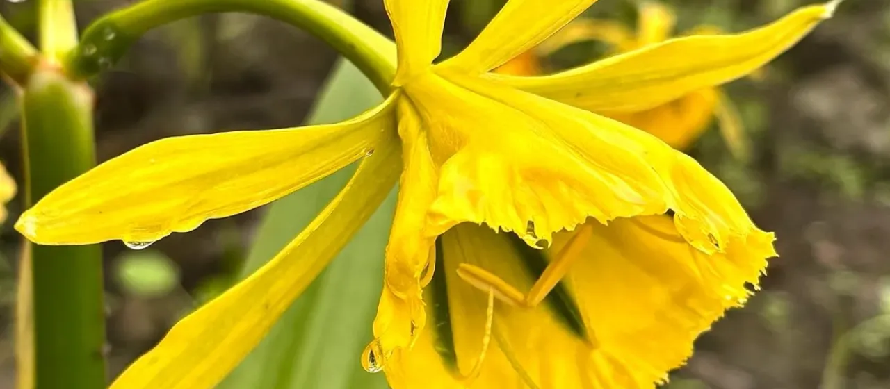 Ismene amancaes