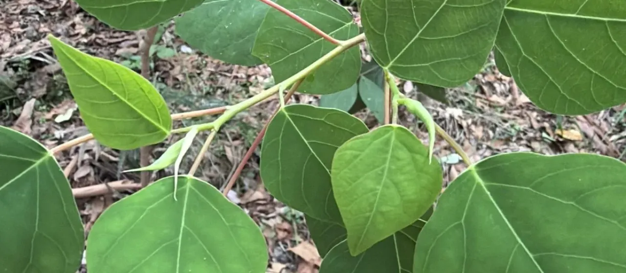 Queensland poplar