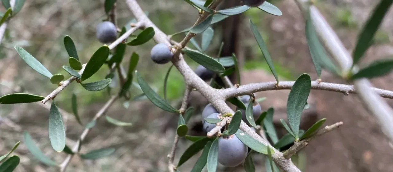 Melicytus angustifolius