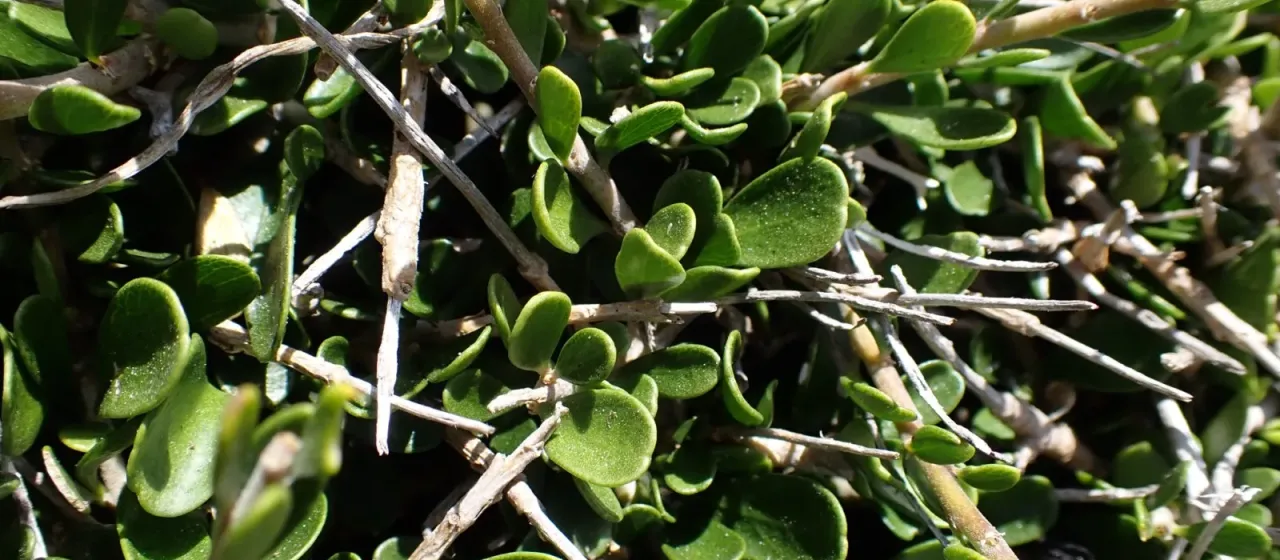 Thick-leaved melicytus