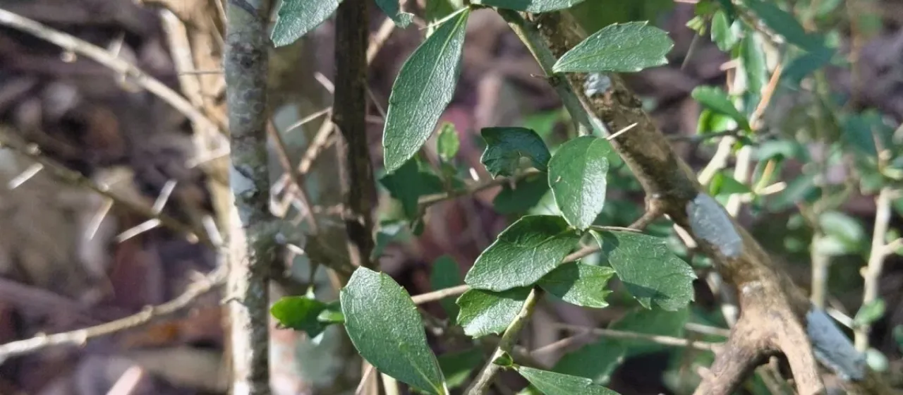 Melicytus dentatus