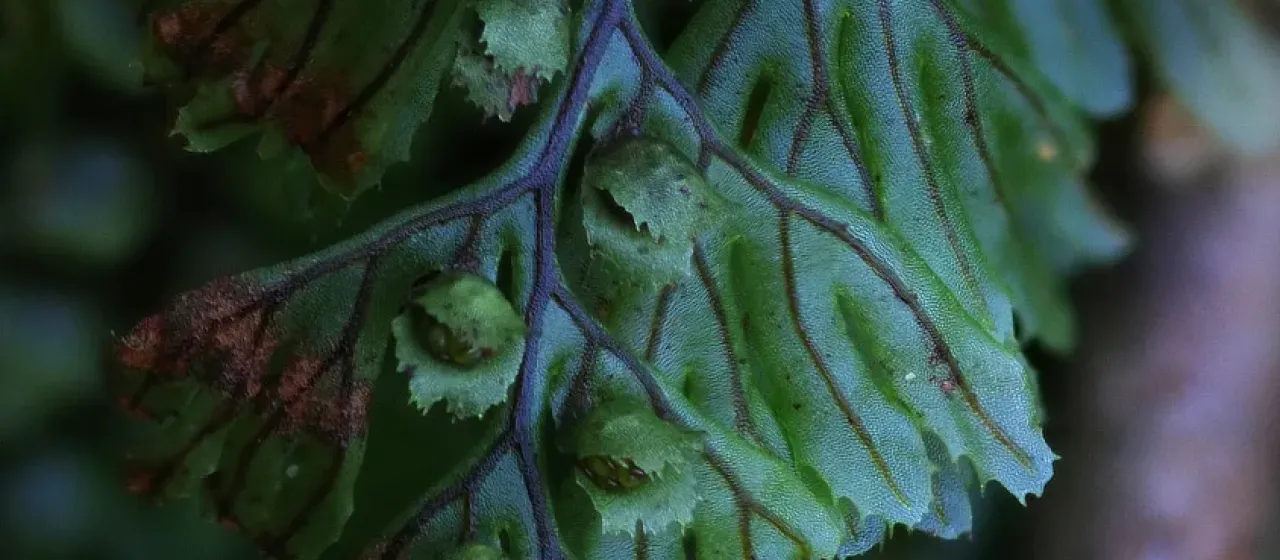 Tunbridge filmy fern