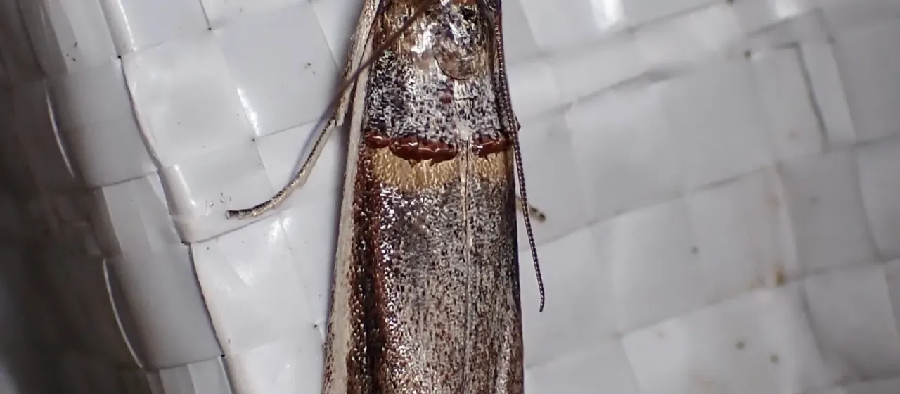 Lima-bean pod borer