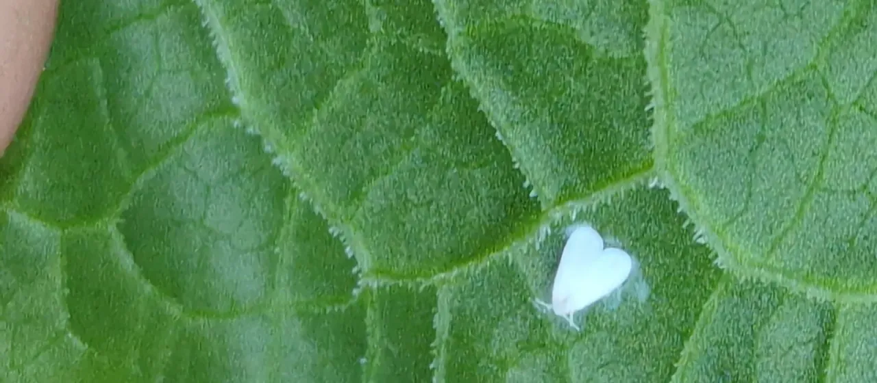 Greenhouse whitefly