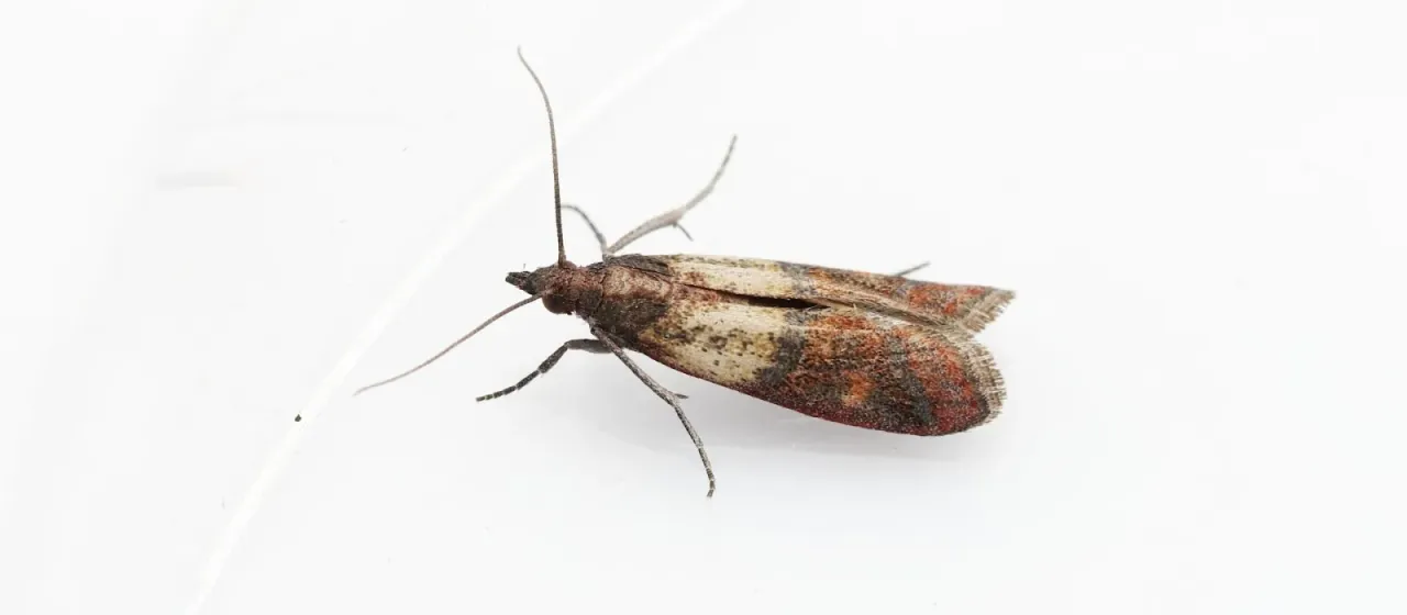 Pyralid moths