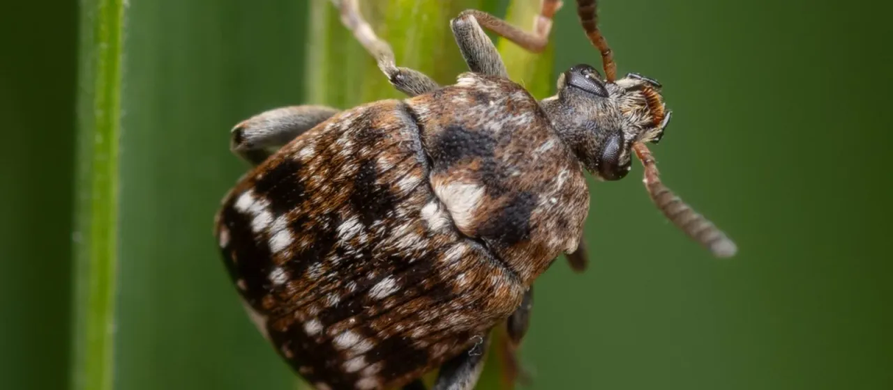 Pea weevil