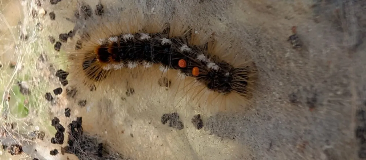 Brown-tail moth