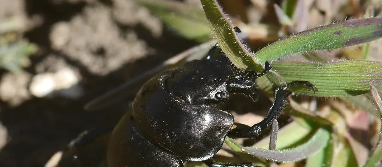 Garden dung beetle