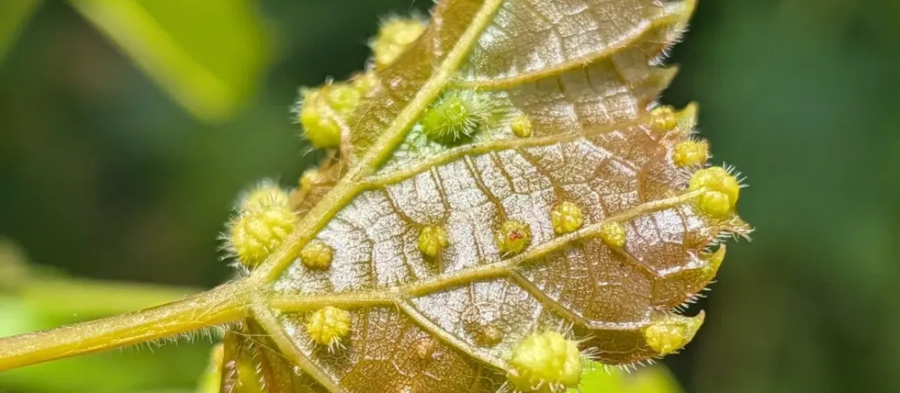 Grape phylloxera