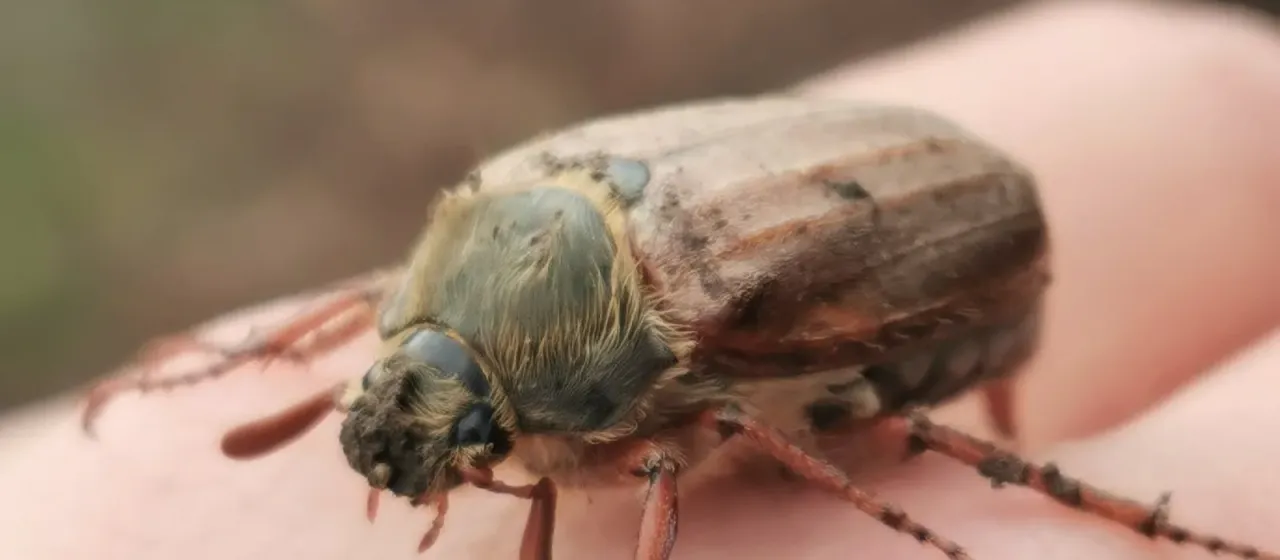 Cockchafer