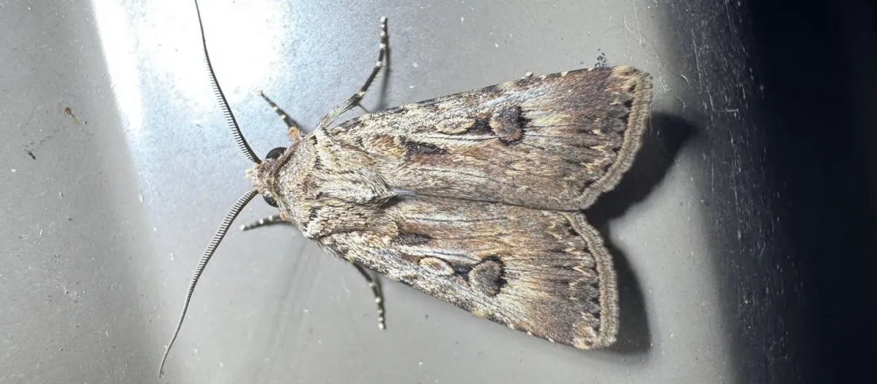 Cutworms