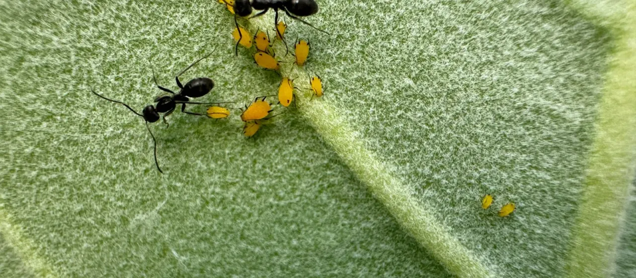 Ants