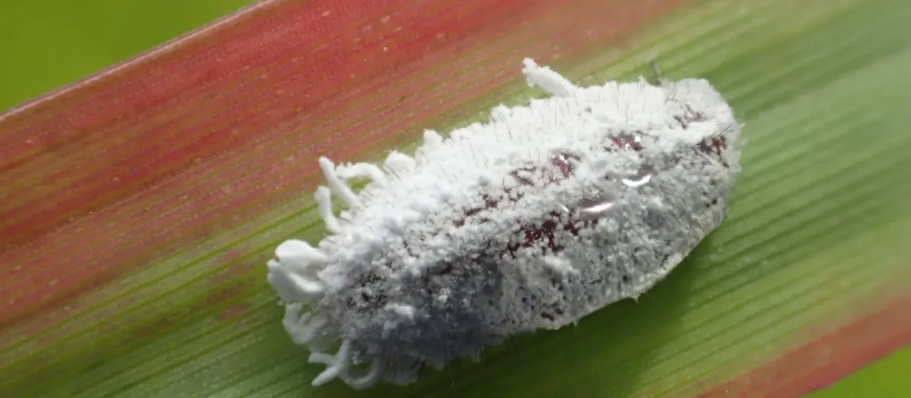 Comstock mealybug