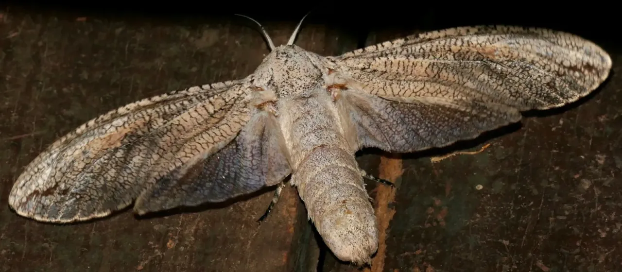 Carpenter moths