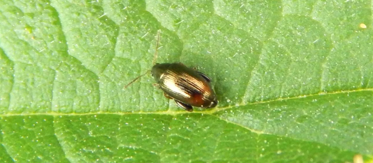 Hop flea beetle