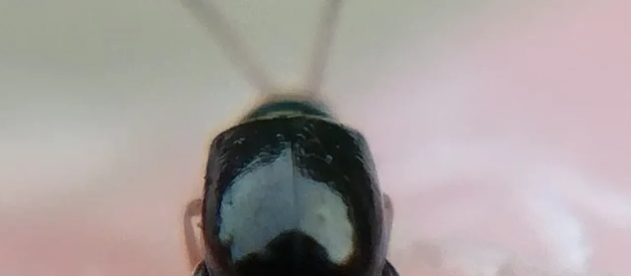 Flax flea beetle