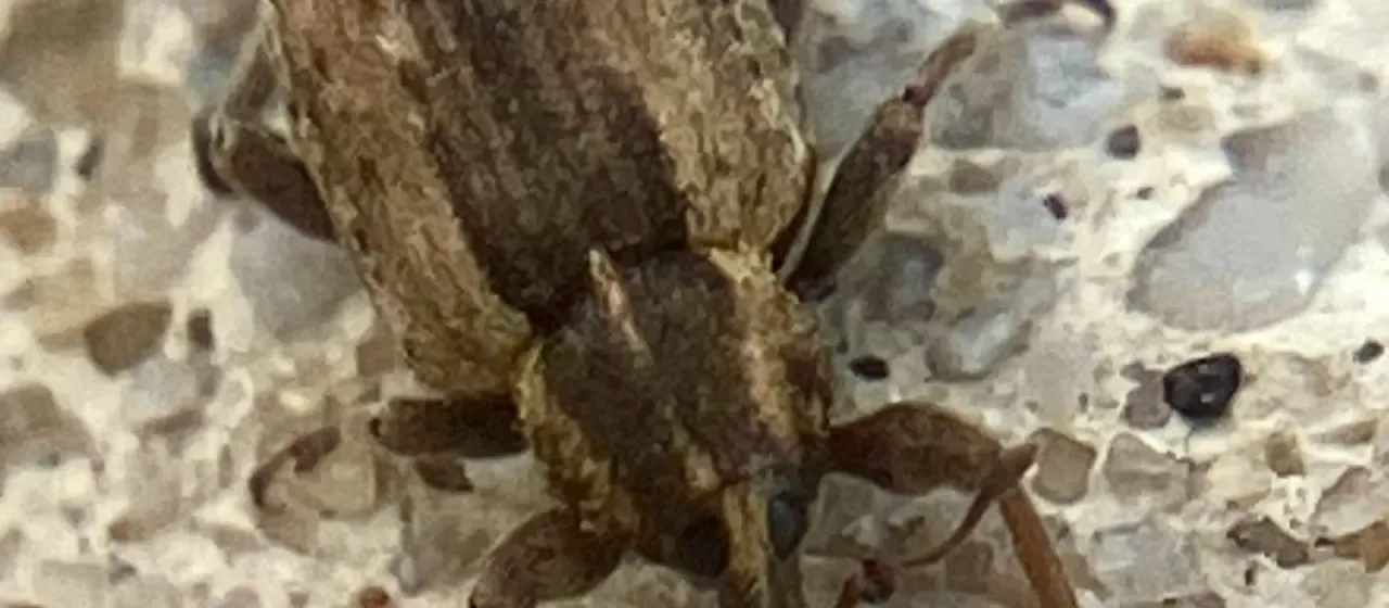 Alfalfa weevil