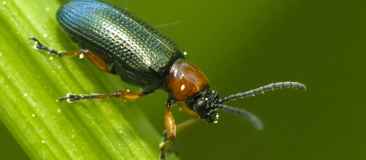 Cereal leaf beetle