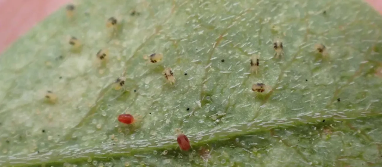 Two-spotted spider mite