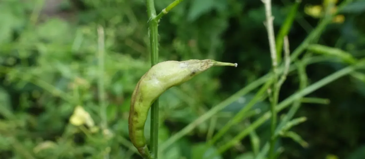 Brassica pod midge