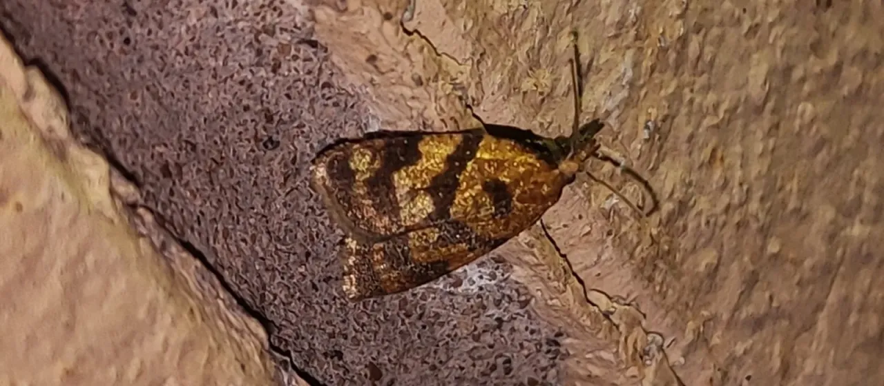 Vine moth