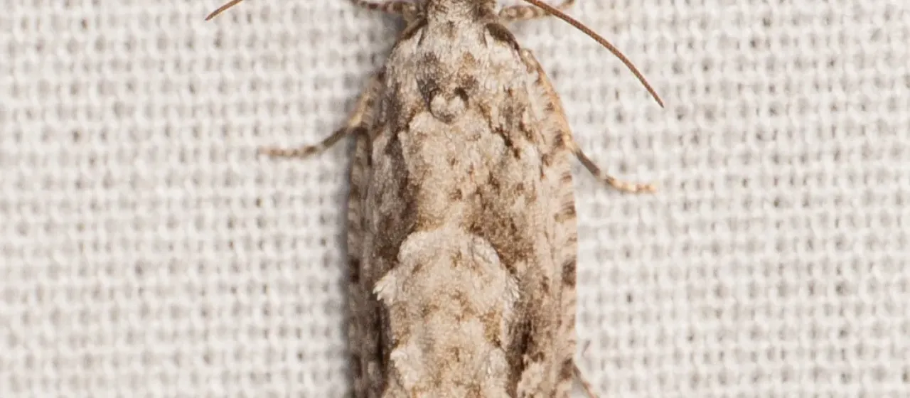 Tortricid moths