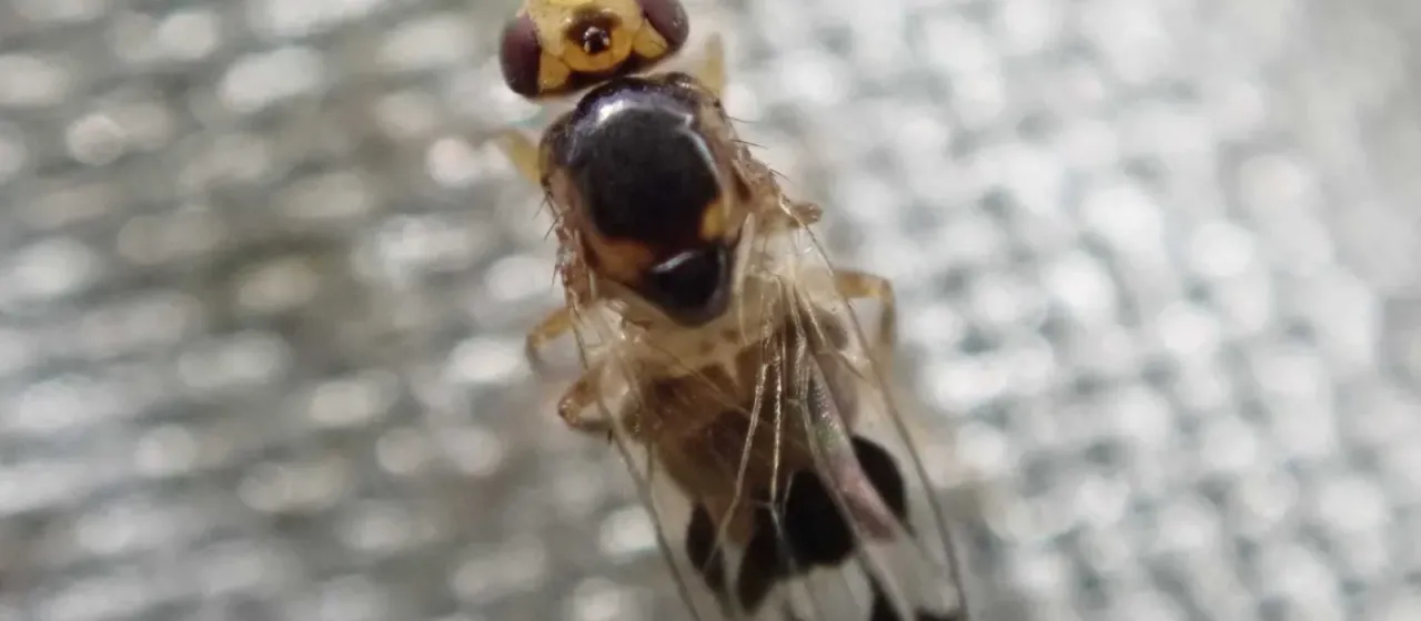 Frit flies and cereal flies