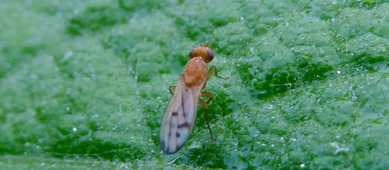 Yellow cereal fly