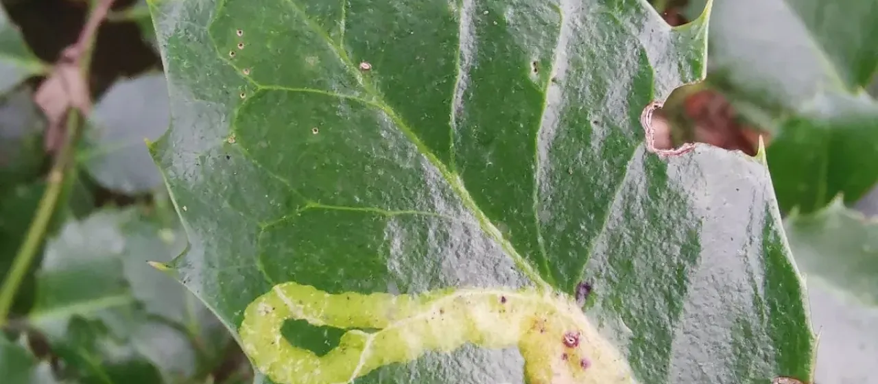 Leaf miners
