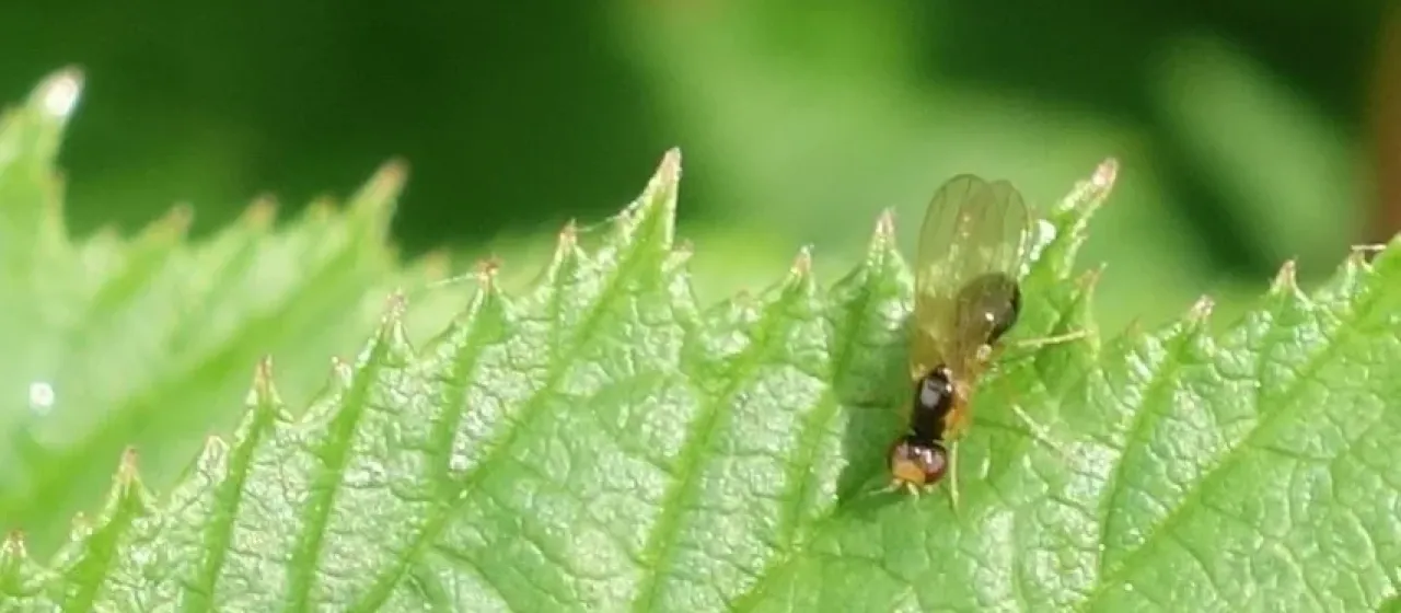 Carrot fly