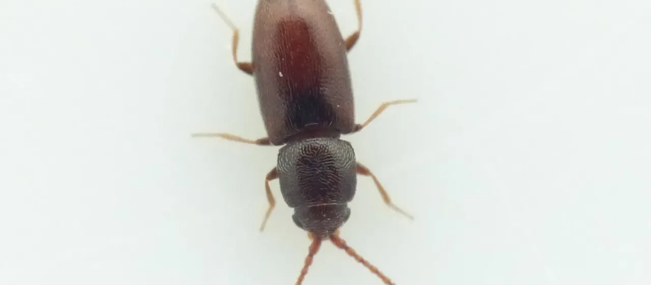 Beet pygmy beetle