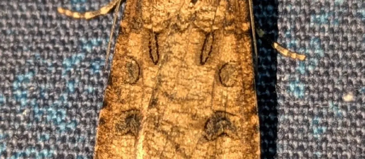 Turnip moth