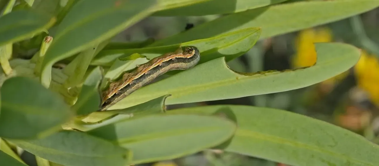 Beet armyworm