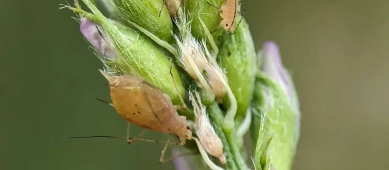 Pea aphid