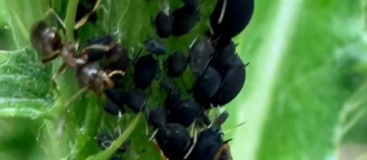 Black bean aphid