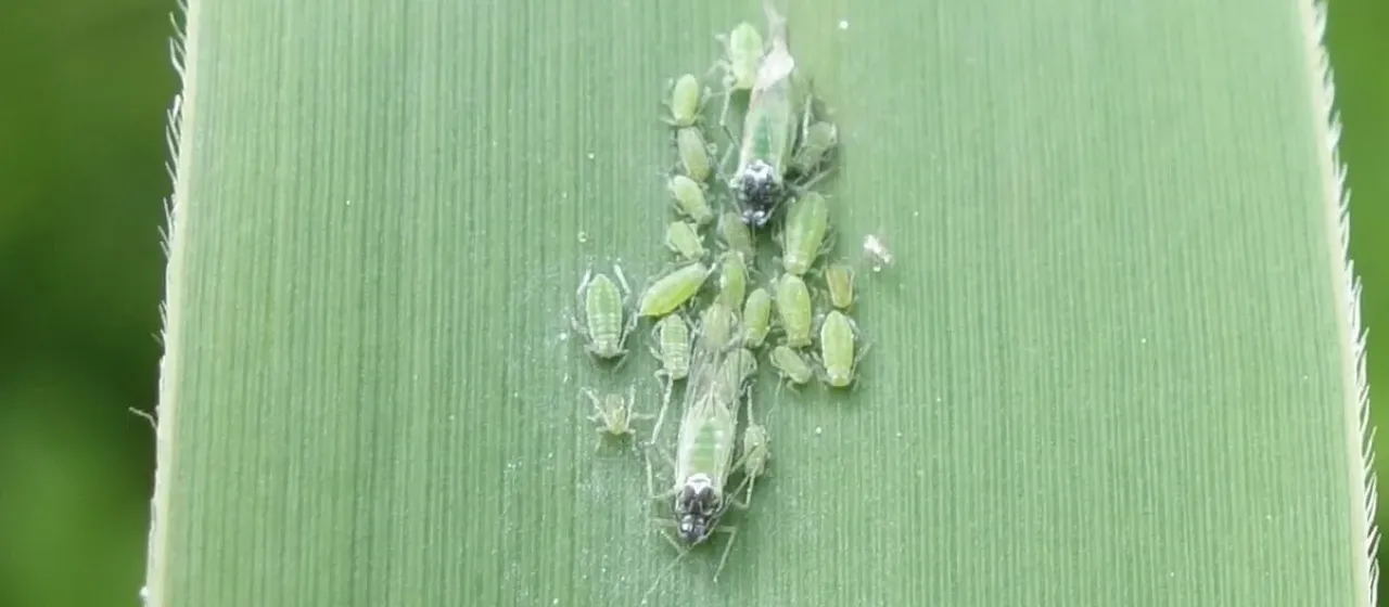 Mealy plum aphid