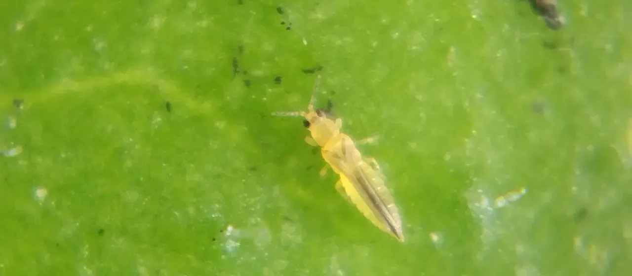 Thrips