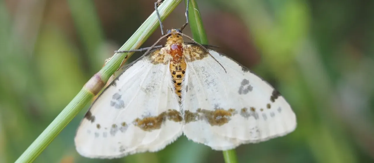 Olive moth (Geometer)