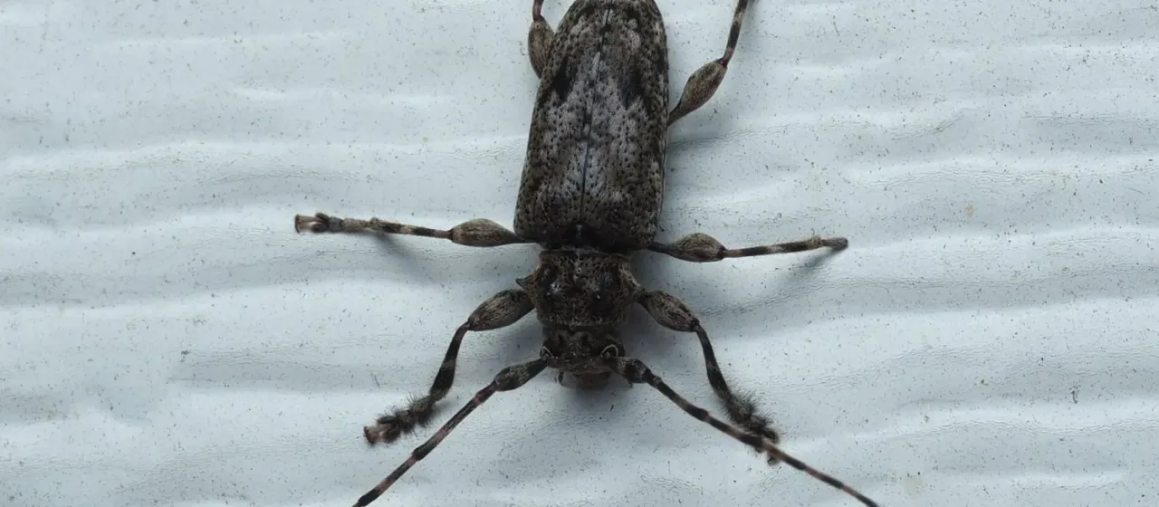 Усач Aegoschema modesta