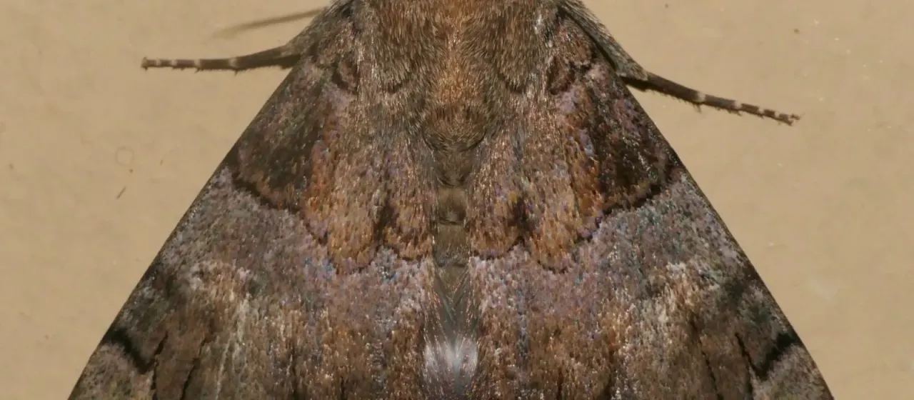 Achaea catella