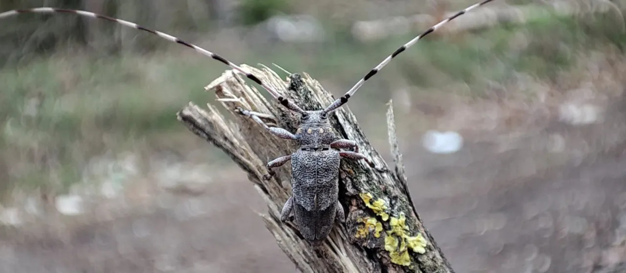 Timberman beetle