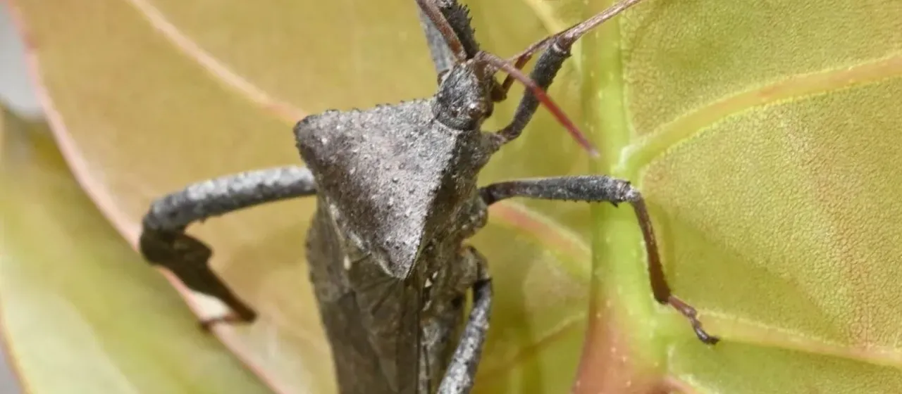 Leaf-footed bug