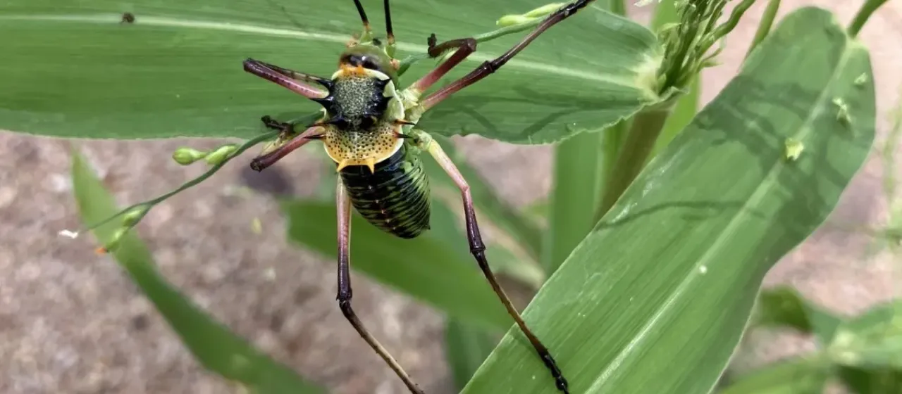 Armoured bush cricket