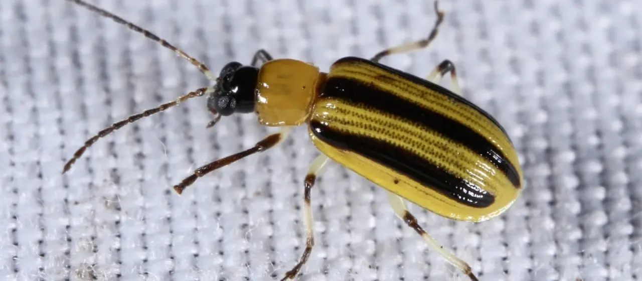 Acalymma vittatum