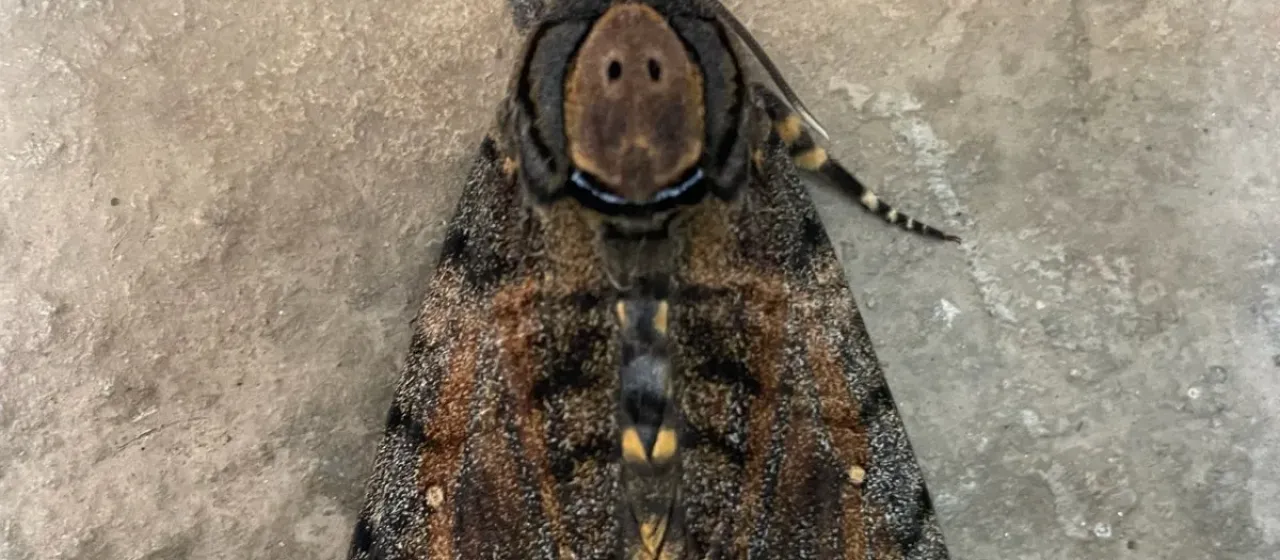 Acherontia styx