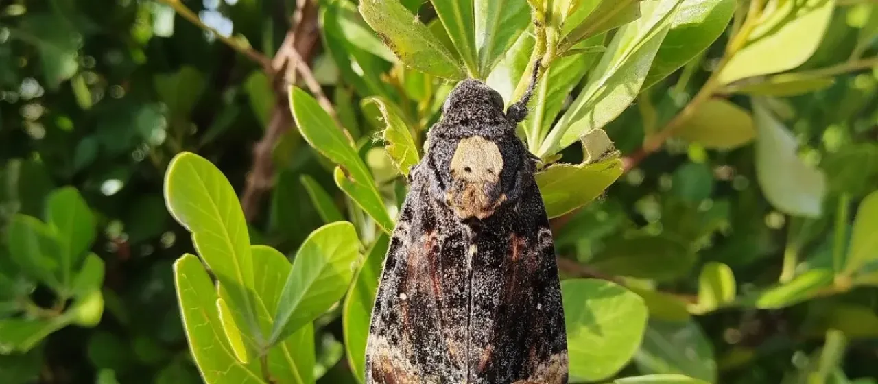 Death's-head hawkmoth