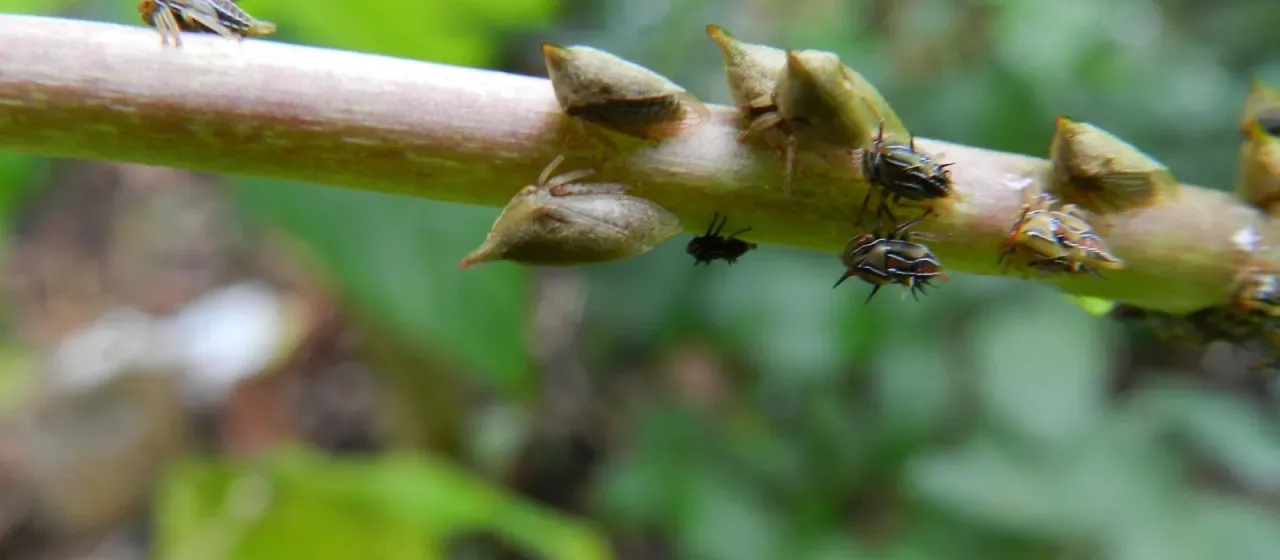 Aconophora laminata