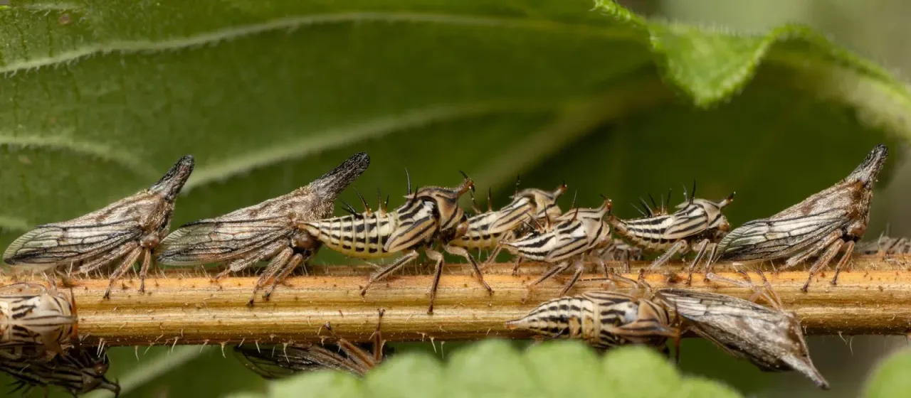 Aconophora
