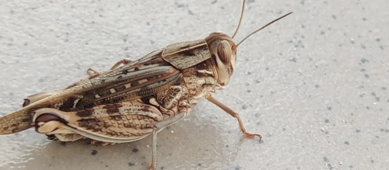 Acorypha glaucopsis