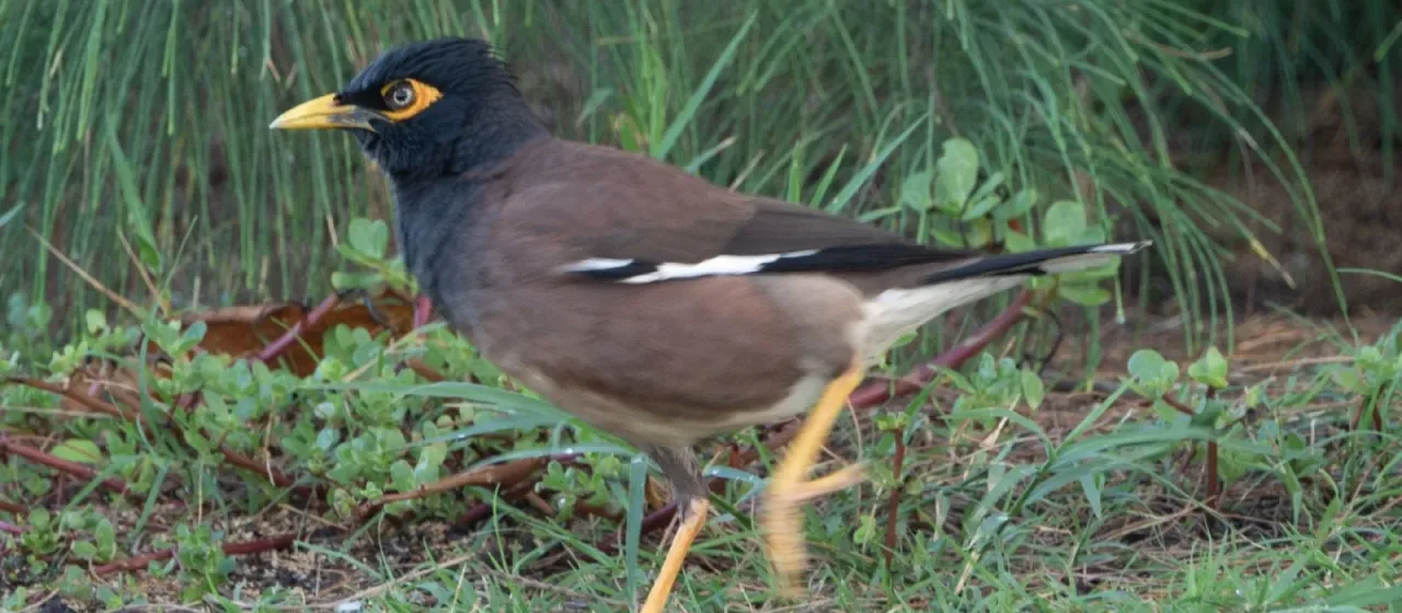 Common myna